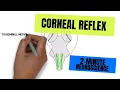 2-Minute Neuroscience Corneal Reflex