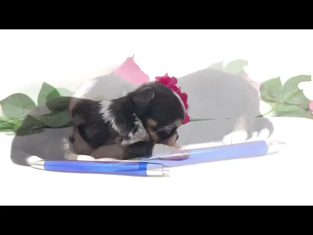 動画