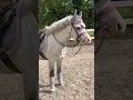 Lagu What would you name this cutie? 😍 #pony #cutehorse #horse #equestrian