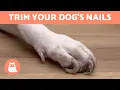 How to Trim Your Dog s Nails at Home STEP BY STEP WITH TIPS