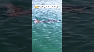 حورية البحر هل هي حقيقية  حورية البحر هل هي حقيقية