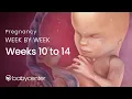 Pregnancy week by week Weeks 10 - 14