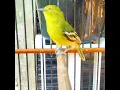 Download Lagu Sirpu Gacor Fighter#sirpugacor #cipoh #bird