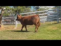 Lot 57 BJF Impact Wiley N290