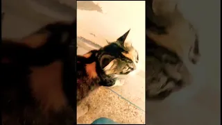 D O You Like Cats Cute Catlover Funnycats  D O You Like Cats Cute Catlover Funnycats