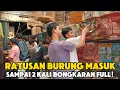 Download Lagu Ratusan Burung Masuk Sampai 2 kali Bongkaran!!! 