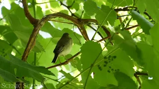 أواخر سورة المؤمنون مكرره 