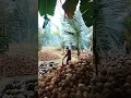 Download Lagu taroni iya mapeddi 🐚 mengupas kelapa tua sambil dengerin lagu bugis 🐚