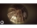 Roly Polies Came From the Sea to Conquer the Earth Deep Look