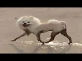 Download Lagu Top 5 Dog