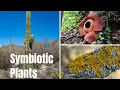 Plant Symbiotic Relationships