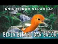 Lagu Merangsang Emosi Dalam Hitungan Detik, Pancingan Dan Terapi Anis Merah Macet Bunyi | AMO 6