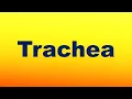 Trachea Definition and Function