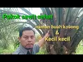 Lagu Pokok sawit sehat namun buahnya kosong atau kecil kecil, ini solusinya