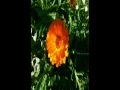 Download Lagu Dua (Dhikr) Pagi/Malam | melawan jin, orang jahat, musuh, sihir, syaitan | (panjang)