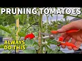 Download Lagu Prune ALL Of Your Tomato Plants Like This RIGHT NOW!
