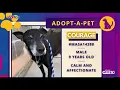 Meet Courage Memphis Animal Services sweet adorable office-style dog