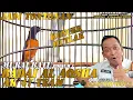 Download Lagu SEREM JADI TONTONAN ‼️ MURAI BATU BADAI AL AQSHA | MR PRIO EXCELLENT MUTLAK 🚩🚩🚩 AK 47 TEAM