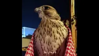 ياحبيبي ترا ساقني سم من طعم سمسم نسم بطيئ مميز فلاح المسردي 