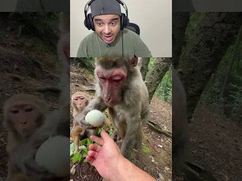 Ele deu ovo pro macaco #shorts