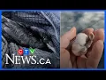 Woman who rescued injured crow keeps getting thank-you gifts from birds