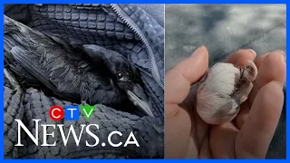 Woman who rescued injured crow keeps getting thank-you gifts from birds