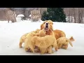 FUNNIEST Pets of the DECADE 90 Minutes
