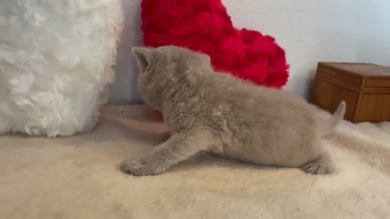 動画