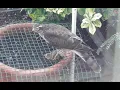 Download Lagu Warning Female Sparrowhawk Takes Sparrow in Chris's Back Garden in Bempton east Yorkshire