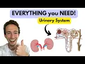 Urinary System the Nephron - Anatomy and Physiology Made EASY