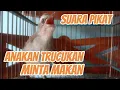 Download Lagu suara pikat ampuh anakan burung trucukan meminta makan