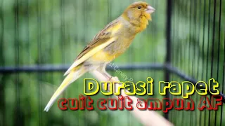 Download Durasi kenari Af panjang, ampuh buwat pancingan paud. MP3