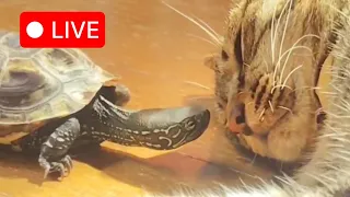 【飲酒配信】癒されたい