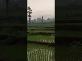 Suara Kodok Sawah Saut Sautan