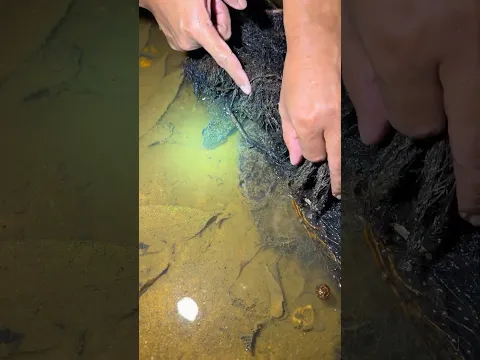 Kalau udah musim kemarau pasti banyak ikan predator monster yang kekeringan !!! #fishing #viral