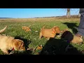 PuppyFinder com Playtime in the sun