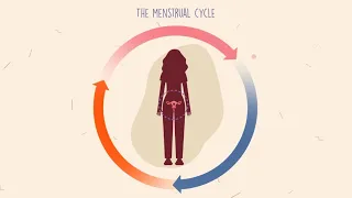 How Does The Menstrual Cycle Work 