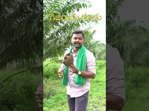 గిజిగాడి గూడు #rythubadi #bayaweavernest #gijigadu #agriculture