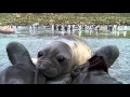 Curious Baby Seal Approaches Cameraman