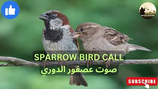 Sparrow Bird Call صوت عصفور الدوري 