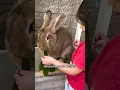 Download Lagu Suara Tawa Kelinci🐇