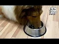 Guy who spent 14K to be a Collie eats dog food She s going to give me treats