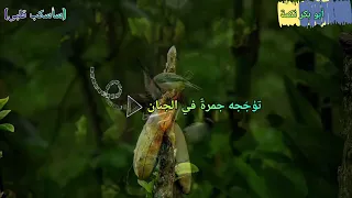 سأسكب قلبي     دندنها