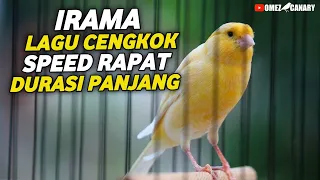 video masteran kenari paling dicari irama lagu cengkok speed rapat