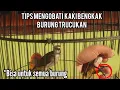 Download Lagu Cara mengobati Kaki bengkak pada Burung Trucukan❗