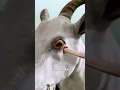 Download Lagu Tanduk Kambing Menusuk Mata Mereka Sendiri 😵