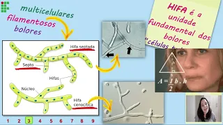 FUNGOS - Parte 2/6: Estruturas e características.