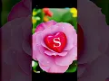 Download Lagu 💗S💗Name status||Comment ur name letter||#sname#namestatus#cutename#snamestatus#foryou#shorts#fyp