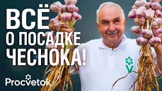 Бросьте ЭТОТ СОРНЯК в грядку с чесноком! Соседи обзавидуются вашему урожаю