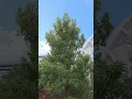 Growing Texas Madrone in Denver Colorado